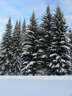 ©Fichte fir trees under the snow, Serg Zastavkin-Fotolia.com