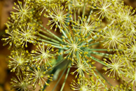 ©Angelica archangelica gelb Samen,Kanusommer- Fotolia.com ©Angelica archangelica gelb Samen,Kanusommer- Fotolia.com