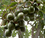 Avocado tree, Stuart Taylor- Fotolia.com