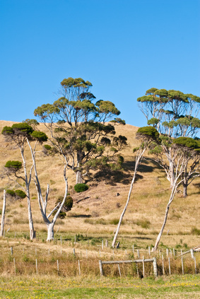 �Tea-Tree Eucalyptus and melaleuca trees on hill, redzaal-Fotolia.com
