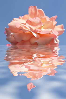 Rosenwasser © Soft summer rose, Carmen Steiner-Fotolia.com